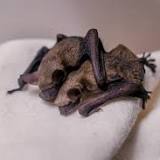 Bat tests positive for rabies in Longmont