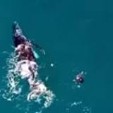 Bondi swimmers stunned as humpback whales cruise among them