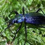 UK's largest and rarest beetle, once thought to be extinct, discovered on Dartmoor
