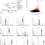 Pivotal models and biomarkers related to the prognosis of breast cancer based on the immune cell interaction network