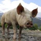 Death reversal breakthrough as pig organs brought back to life: 'Remarkable!'