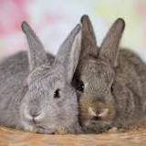 Deadly disease for rabbits shows up in Kansas