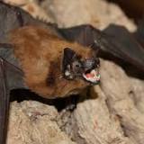 Russian Bat Virus Poses a Global Health Threat and Danger to Humanity [Study]