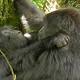 Lesbian gorilla sex captured for the first time 