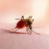 Viruses can change your scent to make more attractive to mosquitoes