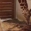 April the giraffe gives birth again