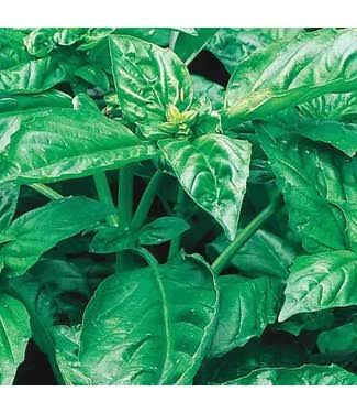 Livingstone Mckenzie Herb Basil Cinnamon Organic Seed Packet