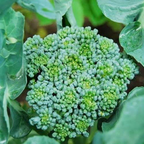 Earthbound Farm Organic Broccoli