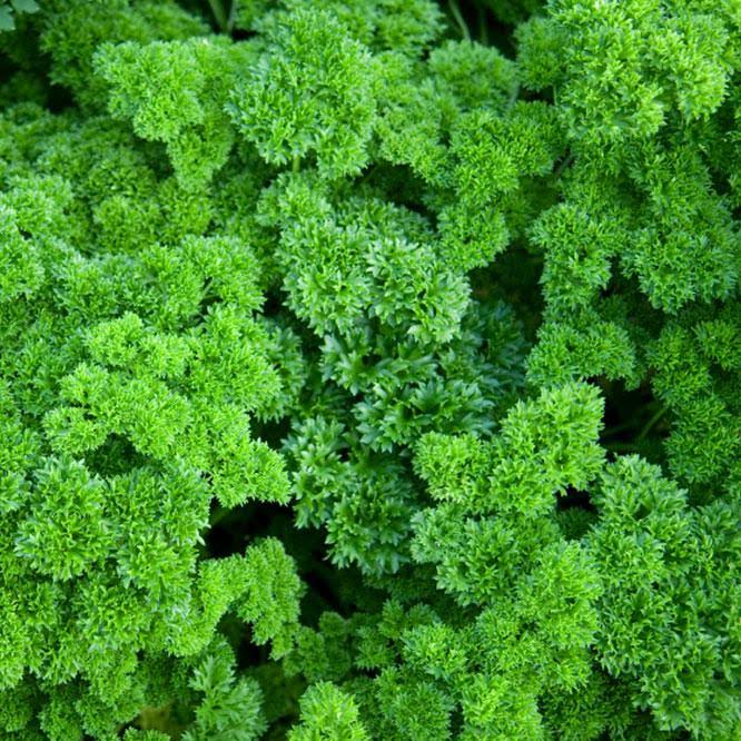 Parsley Moss Curled - 9cm