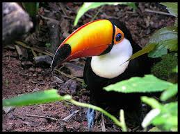 toco toucan images?q=tbn:ANd9GcT