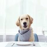 Bone Appétit: Fancy restaurant for dogs opens in San Francisco