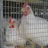 MDARD director lifts stop on poultry and waterfowl exhibitions