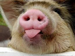 http://t1.gstatic.com/images?q=tbn:uCZNFcRw_i3ObM:http://207.56.179.67/emilie_richards/Pig%20sticking%20out%20his%20tongue.jpg&t=1